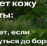 Один из летних «лидеров» по количеству пострадавших — борщевик. - Газета Приозерские ведомости